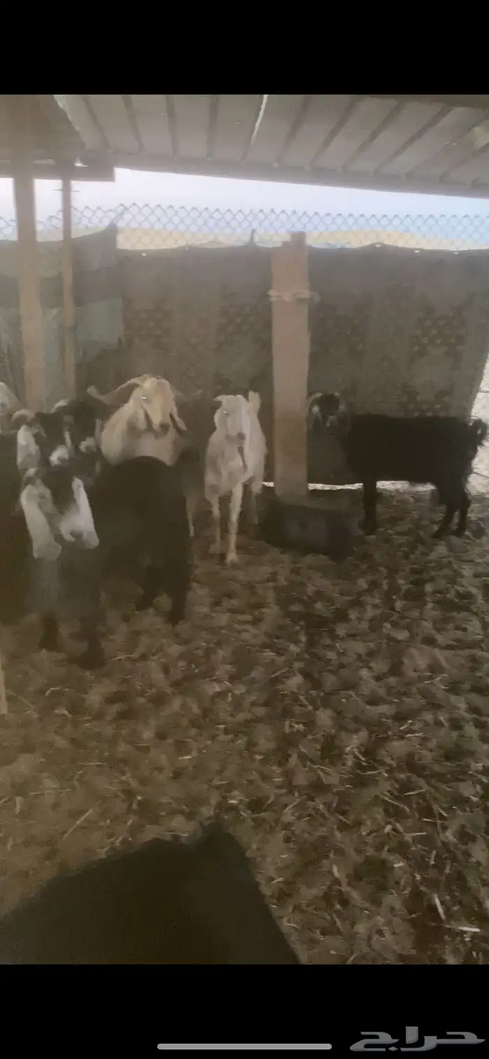 معزه دافيع شرط فحص سونار 0