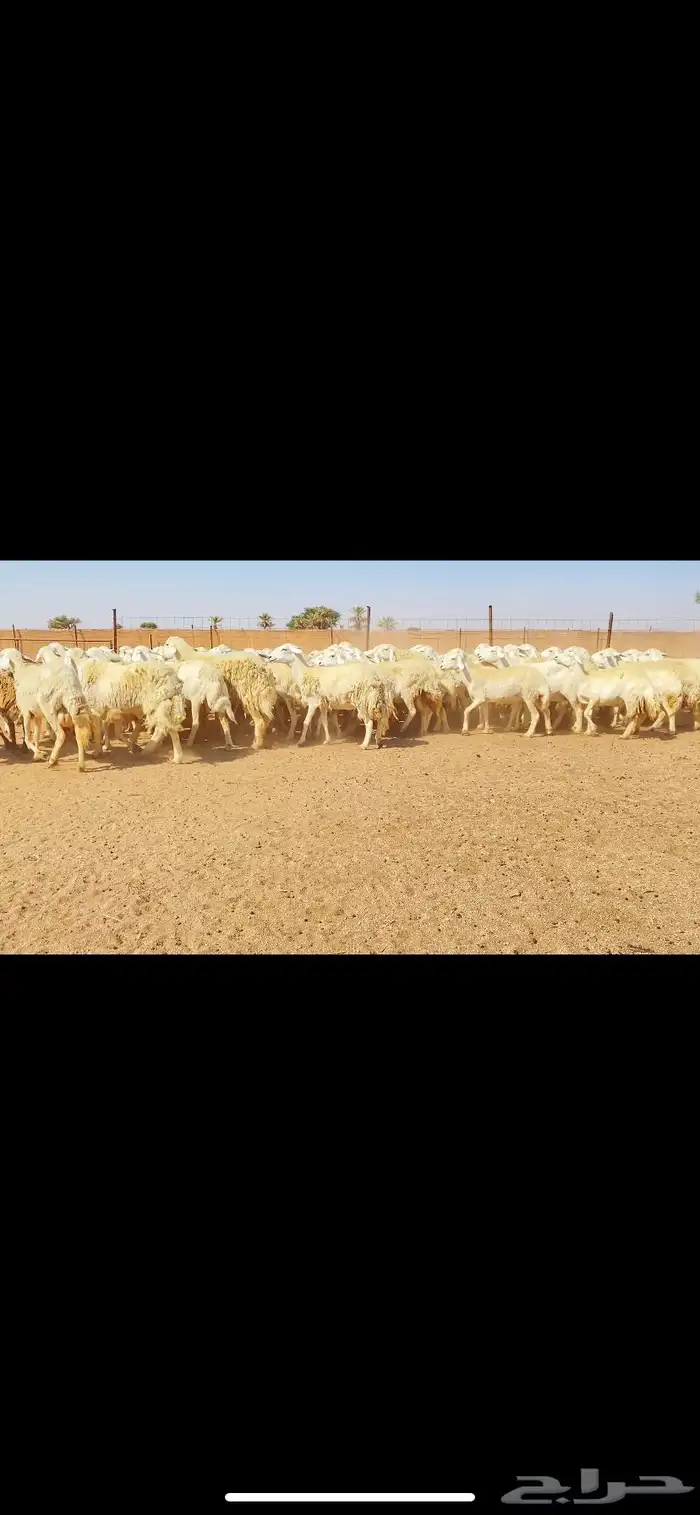 غنم حريات حرش وبره ملكية مراح واحد صنف الصنف 5