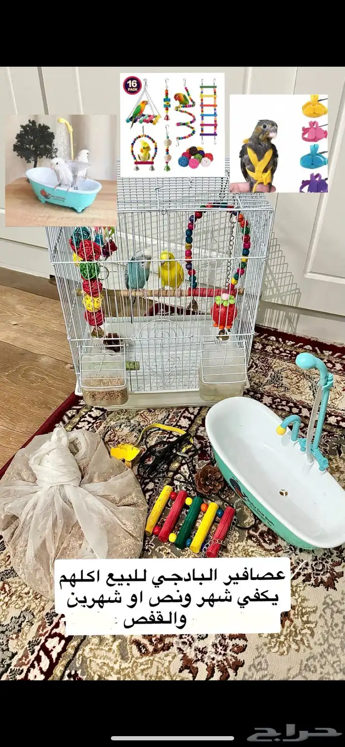 عصافير البادجي على السوم 0