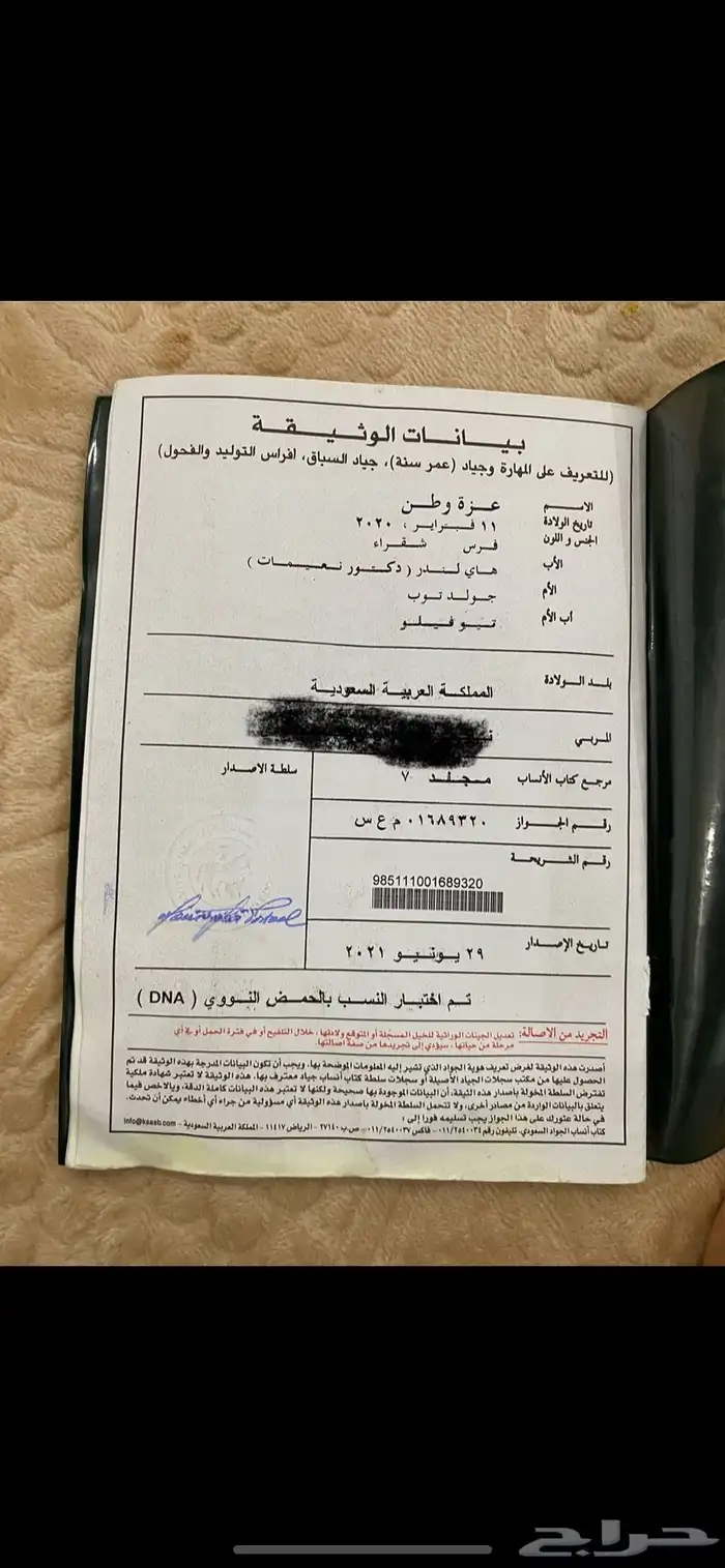 فرس للبيع انجليزية بجوازها 4