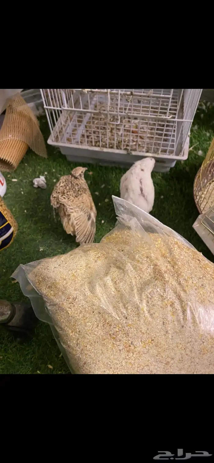 سمان او فري بيع مستعجل 5