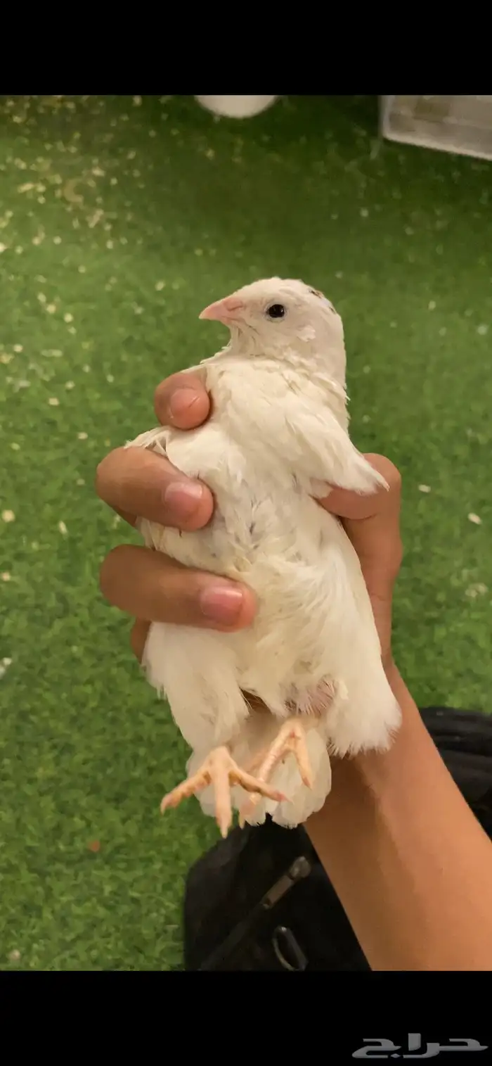 سمان او فري بيع مستعجل 0