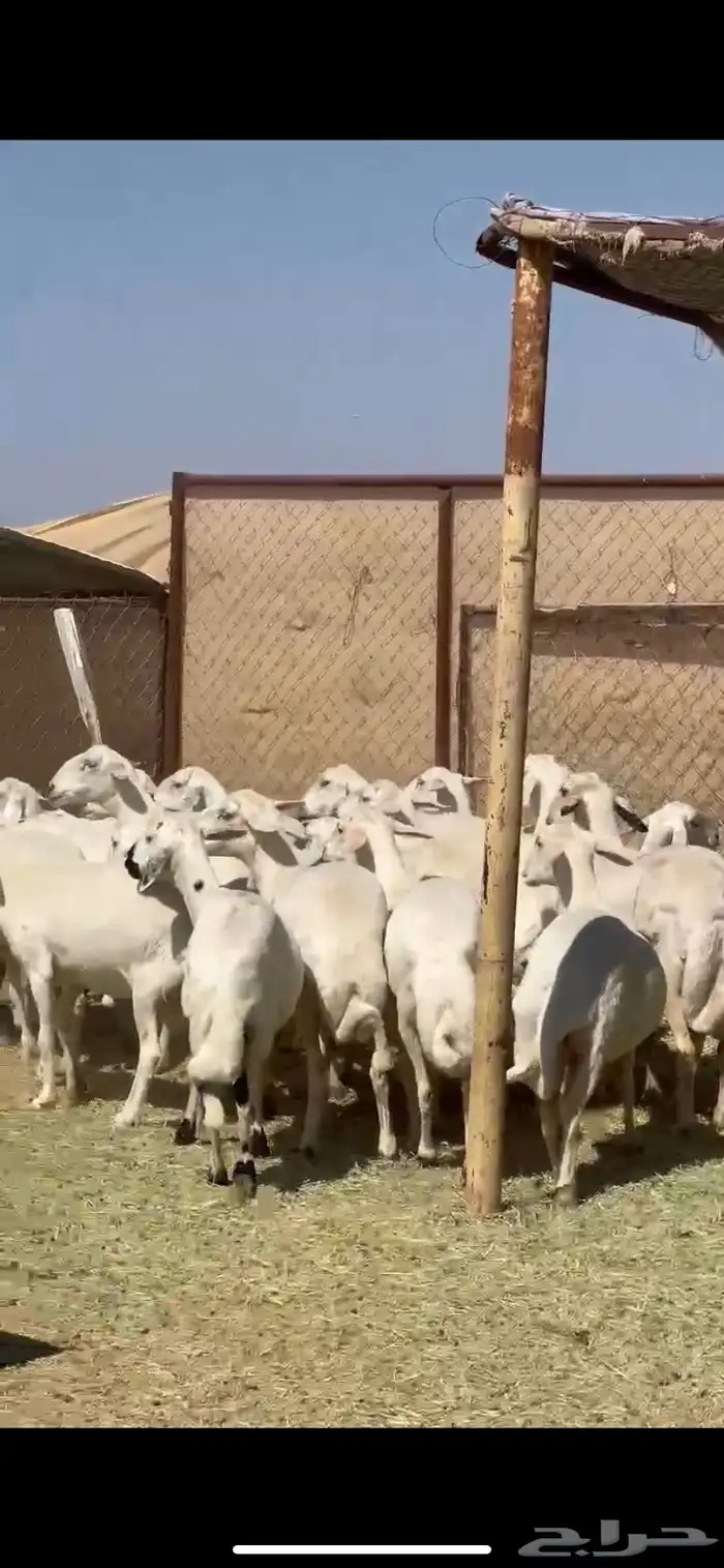 25ضان صفر برص دفيع 0