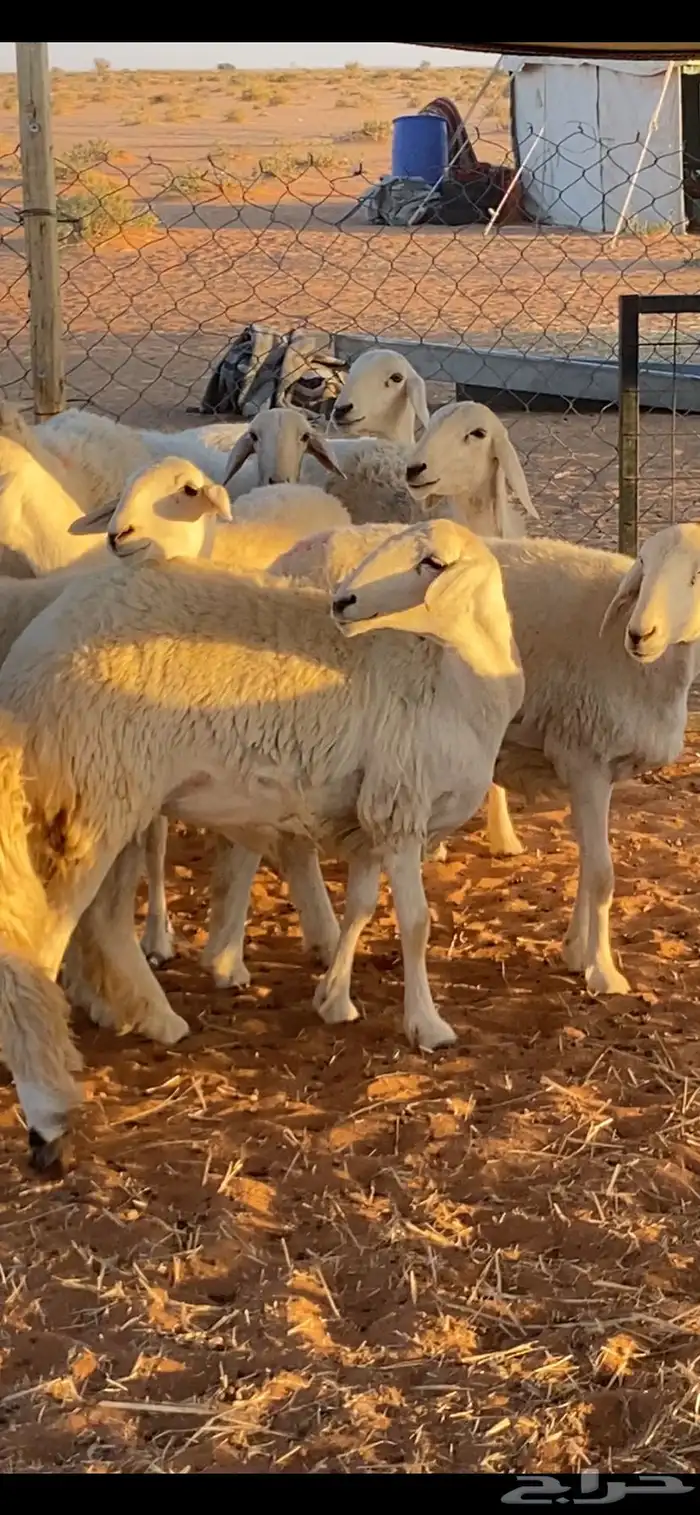 للبيع حريات صغار سن دفيع حرش 0