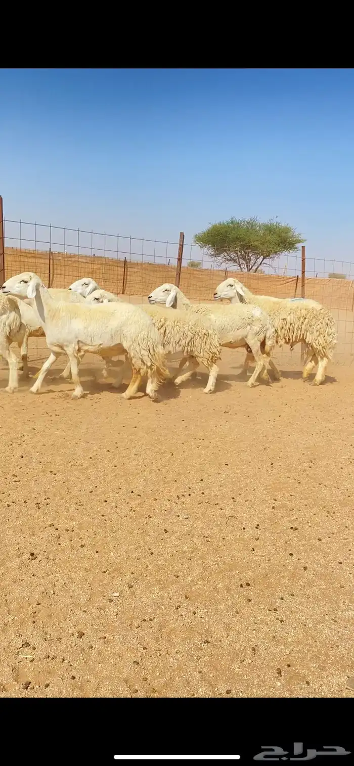 غنم حريات حرش وبره ملكية مراح واحد صنف الصنف 2
