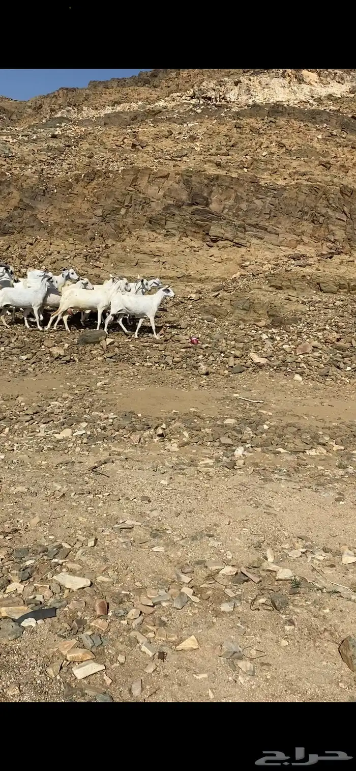 معزا بيشيات للبيع 1