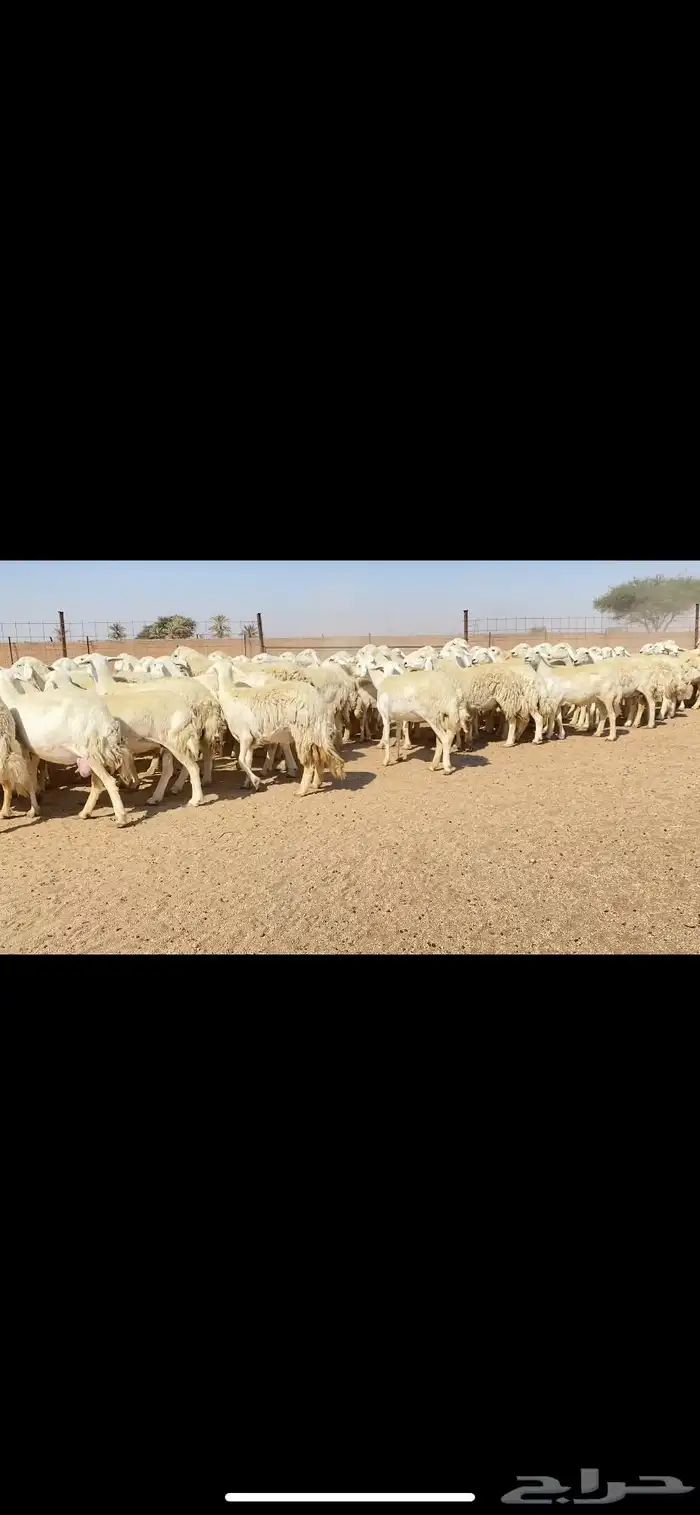 غنم حريات حرش وبره ملكية مراح واحد صنف الصنف 1