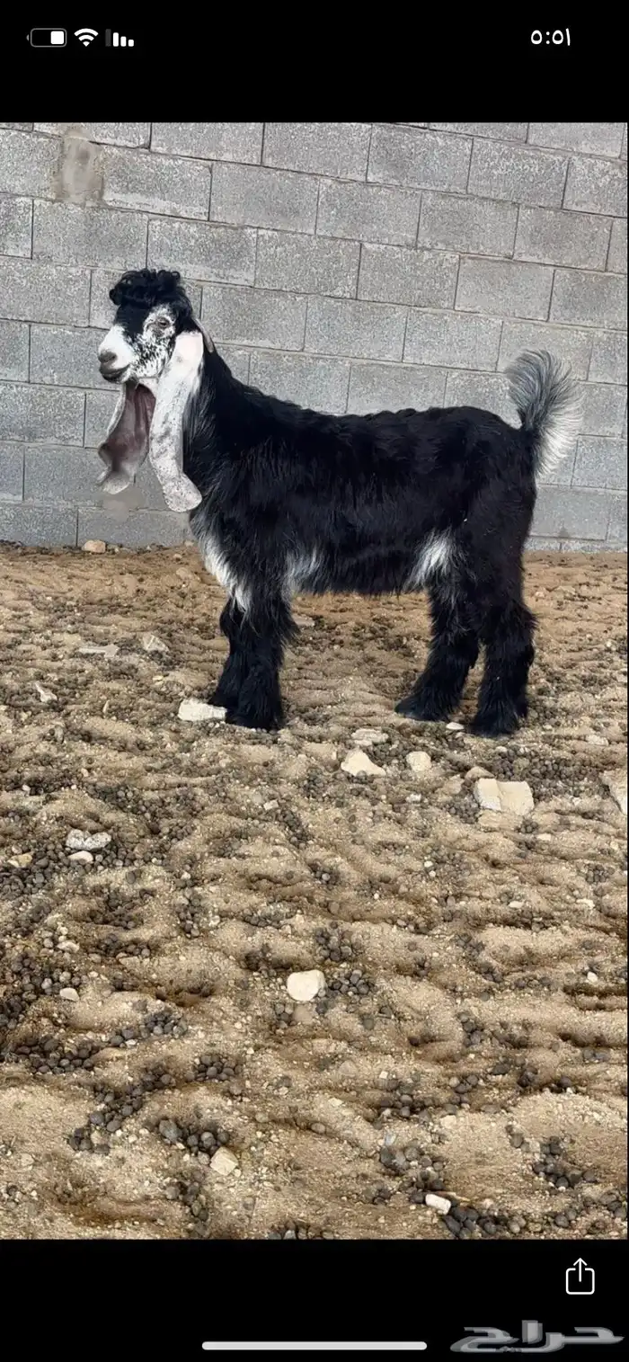 تيس عارضي خصم معرف 2