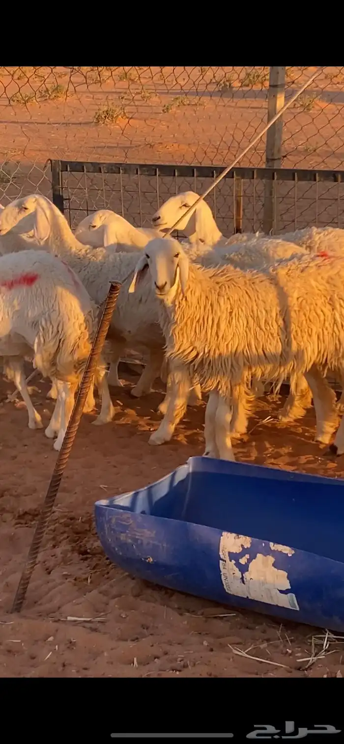 للبيع حريات صغار سن دفيع حرش 4