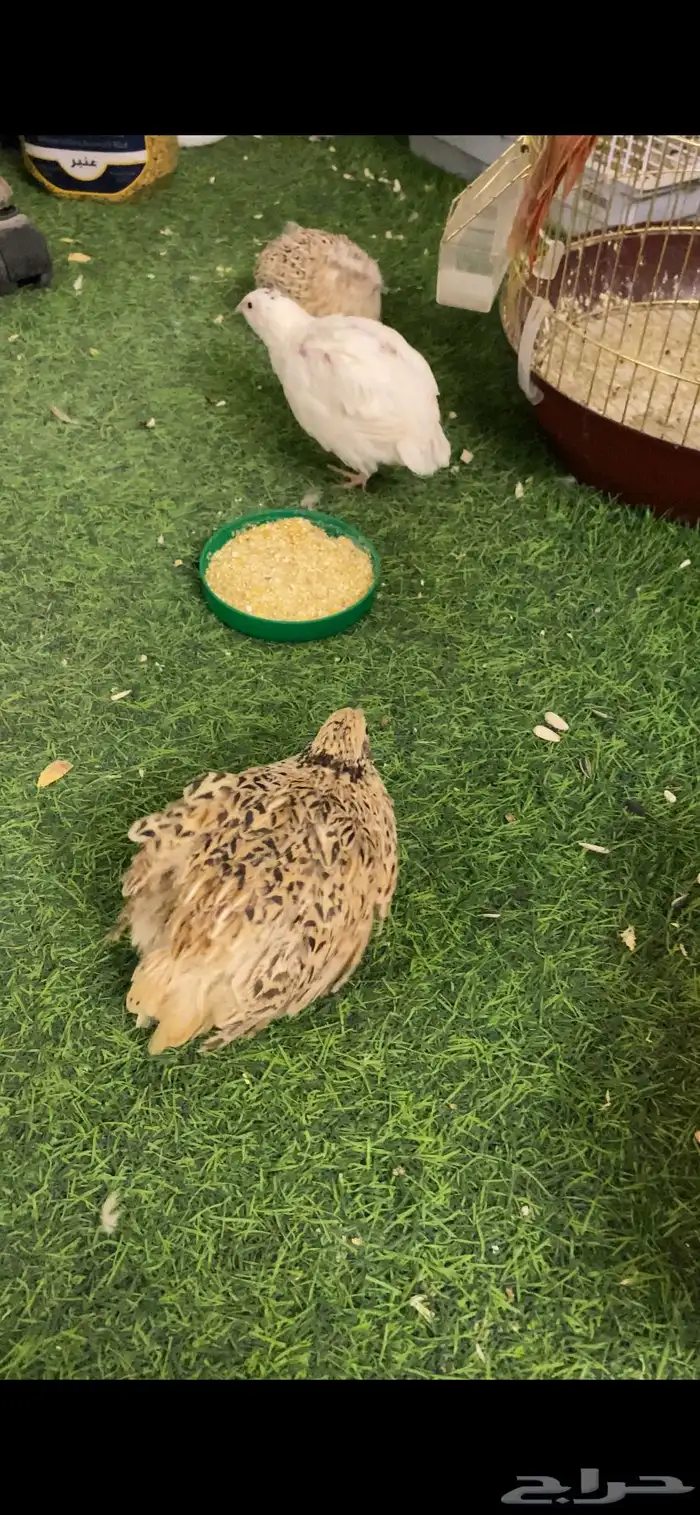 سمان او فري بيع مستعجل 4