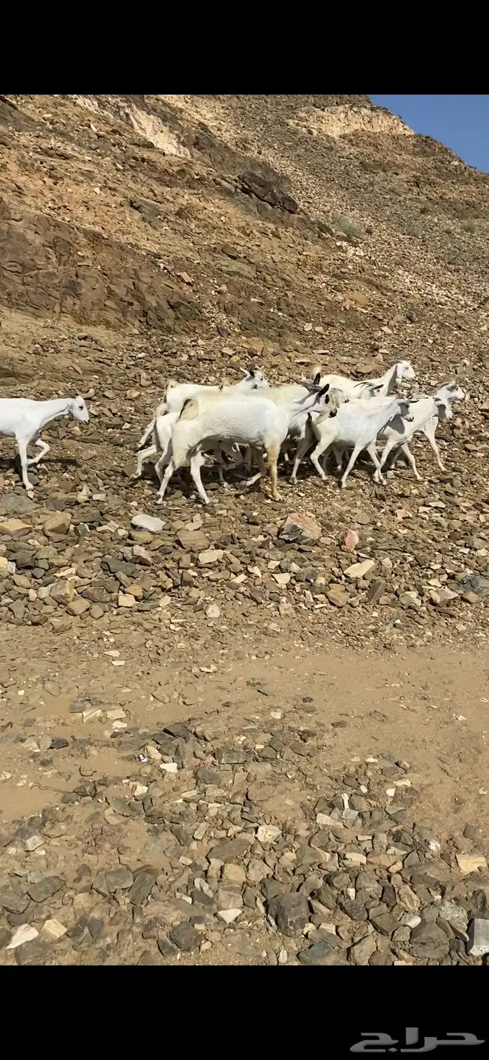 معزا بيشيات للبيع 0