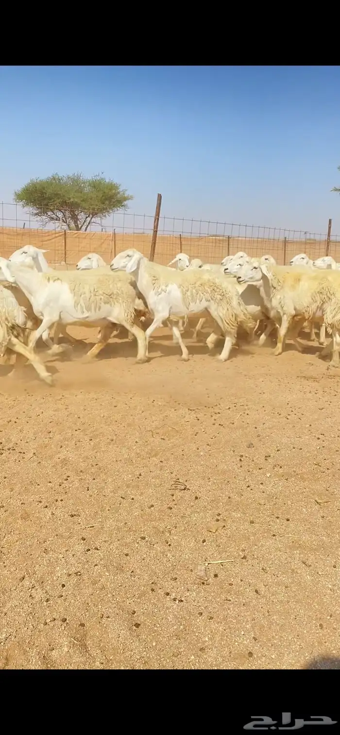 غنم حريات حرش وبره ملكية مراح واحد صنف الصنف 0