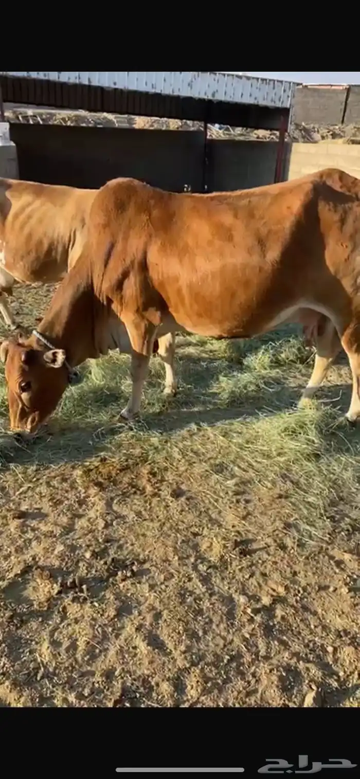 بقره كفو كفو كفو 0