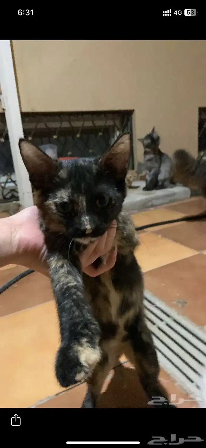 قطط انثى للتبني ( معقمه ) 5