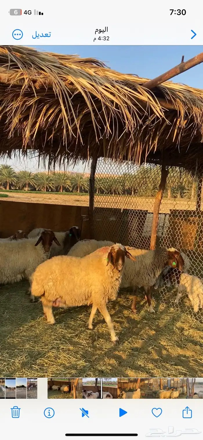 متابيع نعيم العدد 12 تحتها 12 1