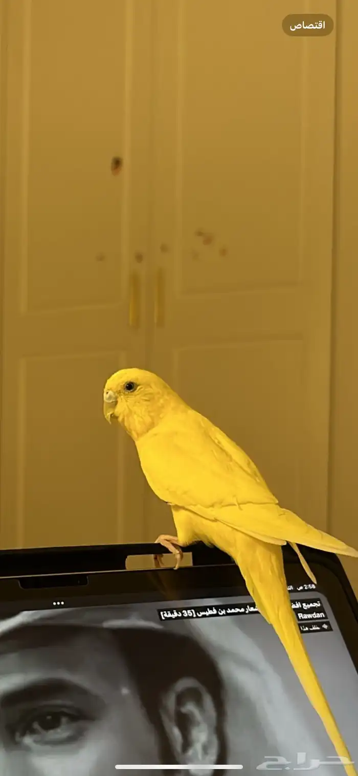 عصافير البادجي على السوم 1