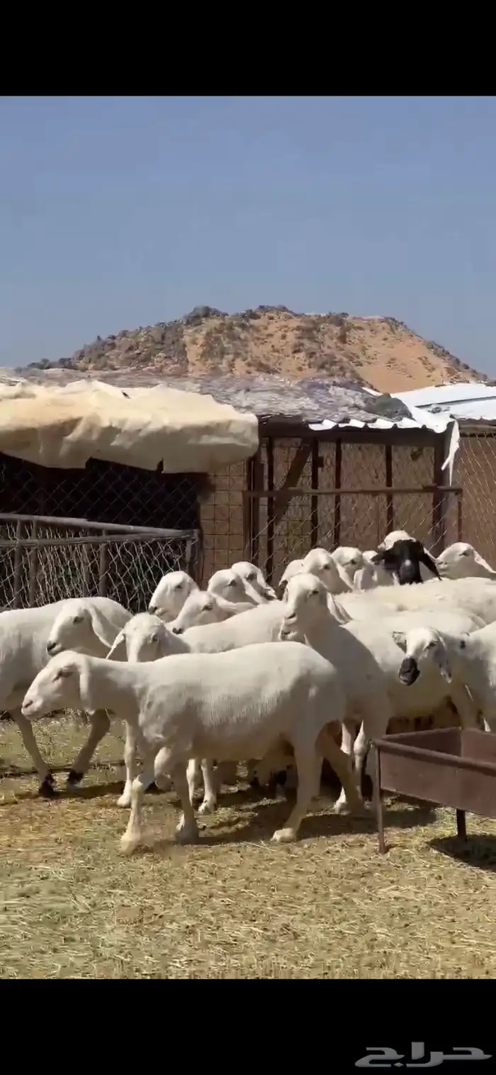 25ضان صفر برص دفيع 1