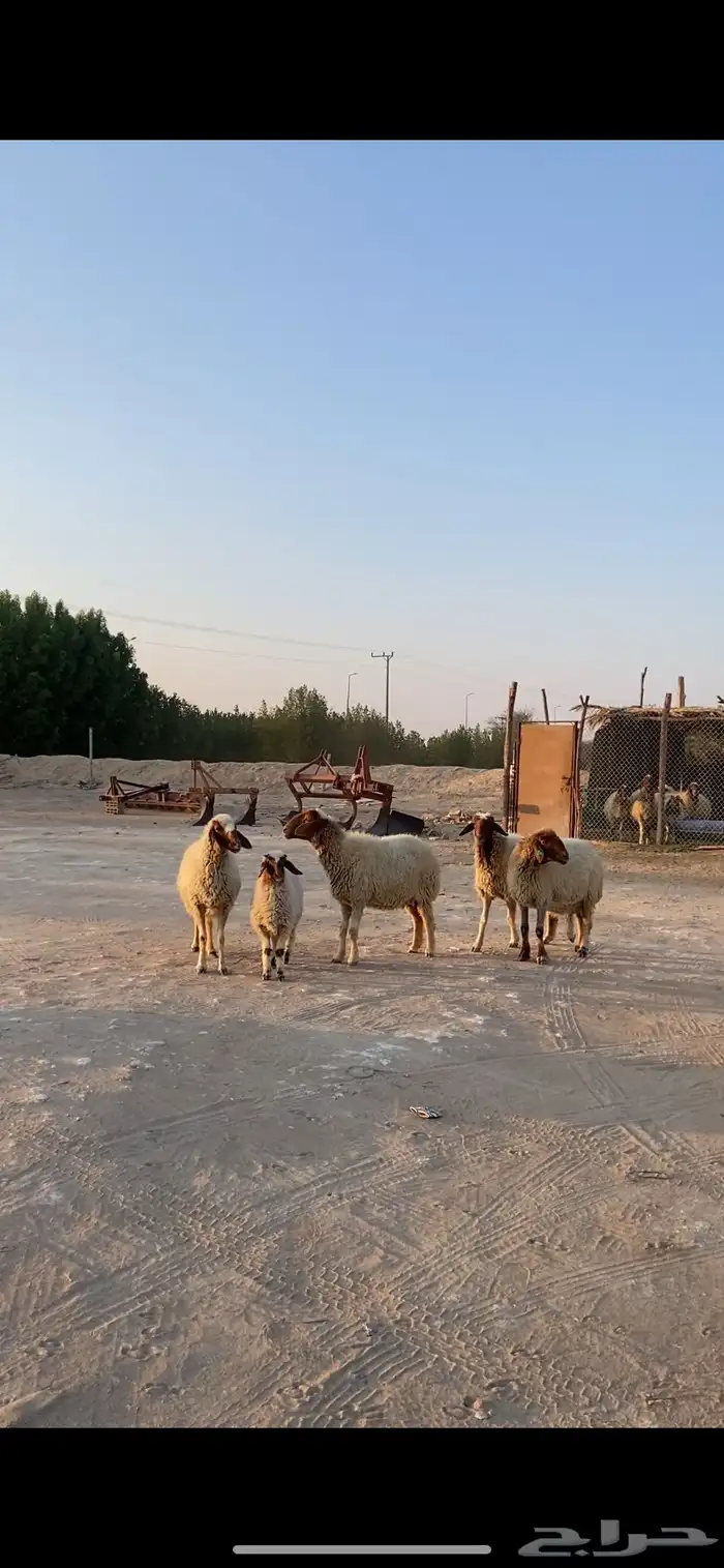 متابيع نعيم العدد 12 تحتها 12 0