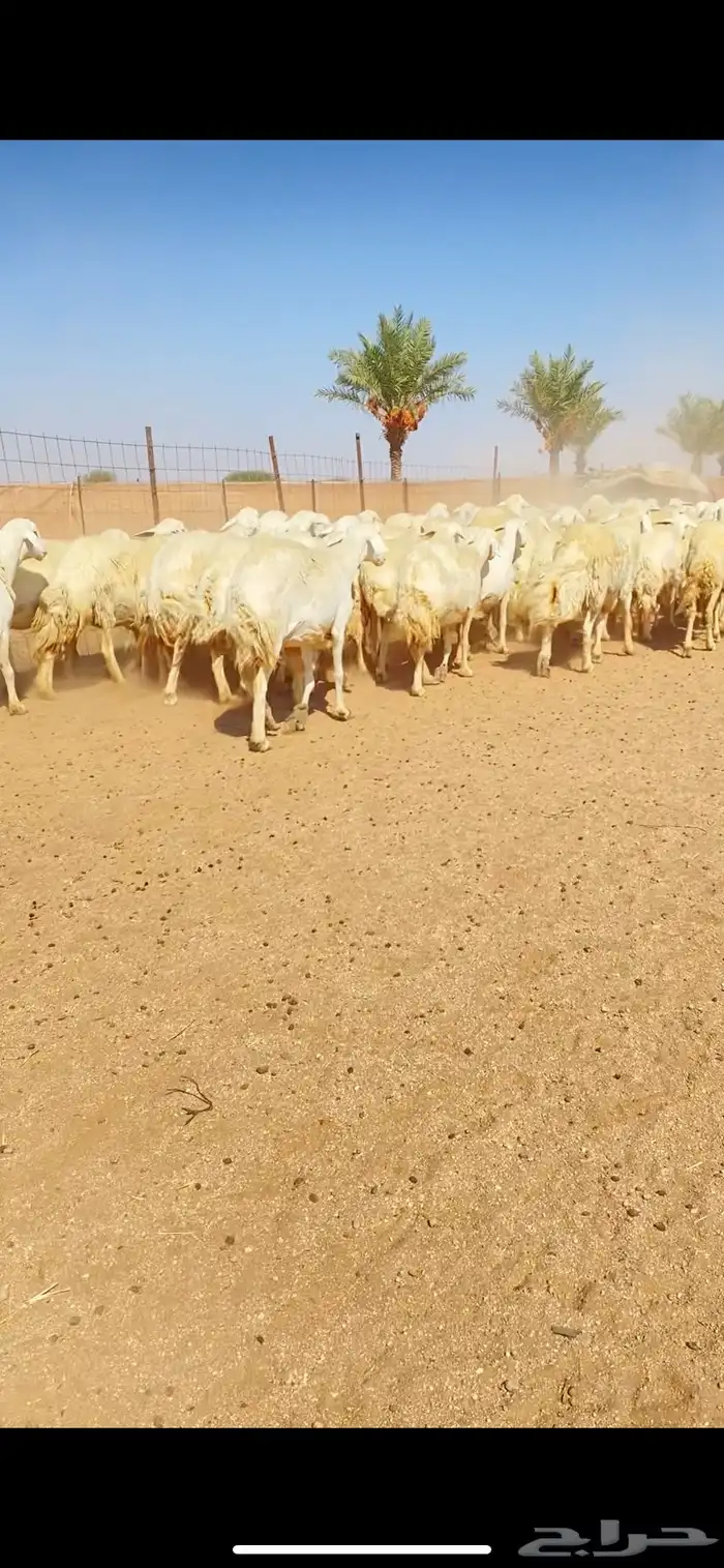 غنم حريات حرش وبره ملكية مراح واحد صنف الصنف 3