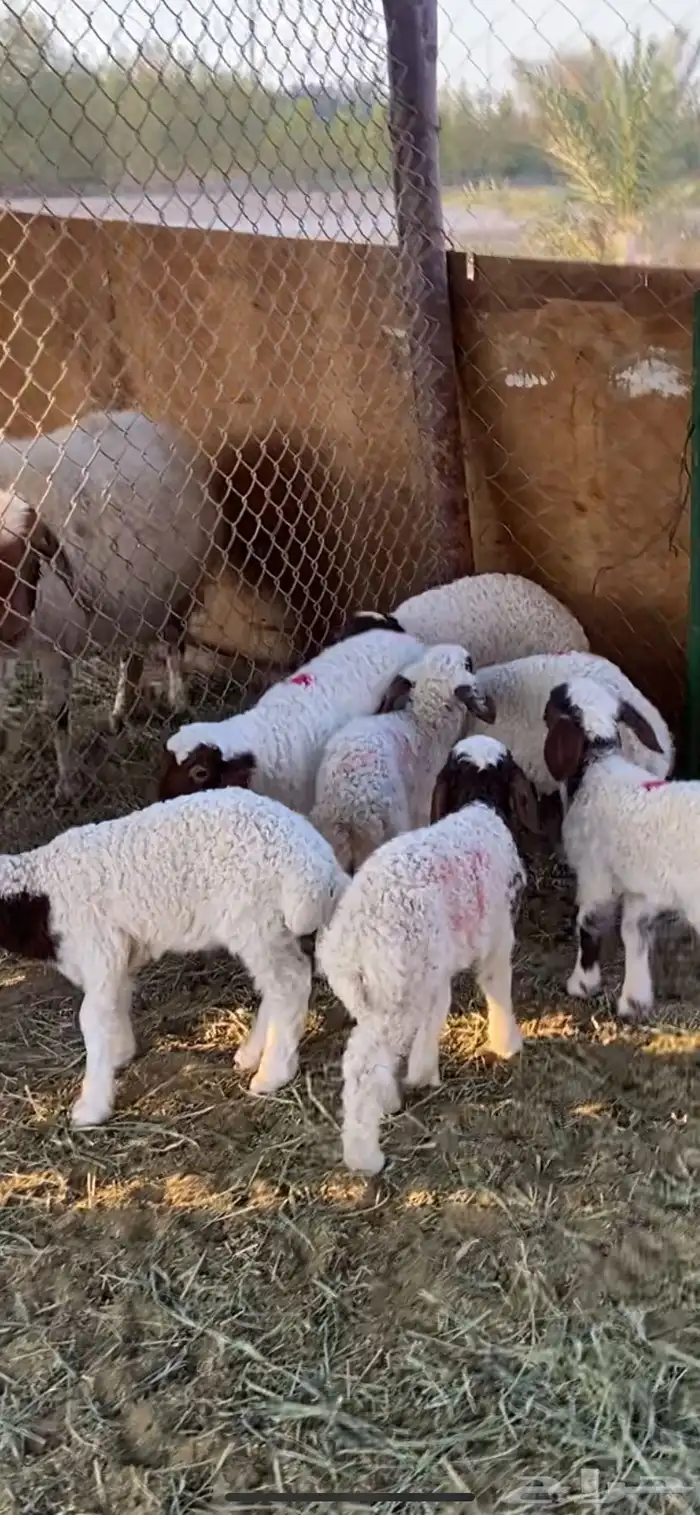 متابيع نعيم العدد 12 تحتها 12 3