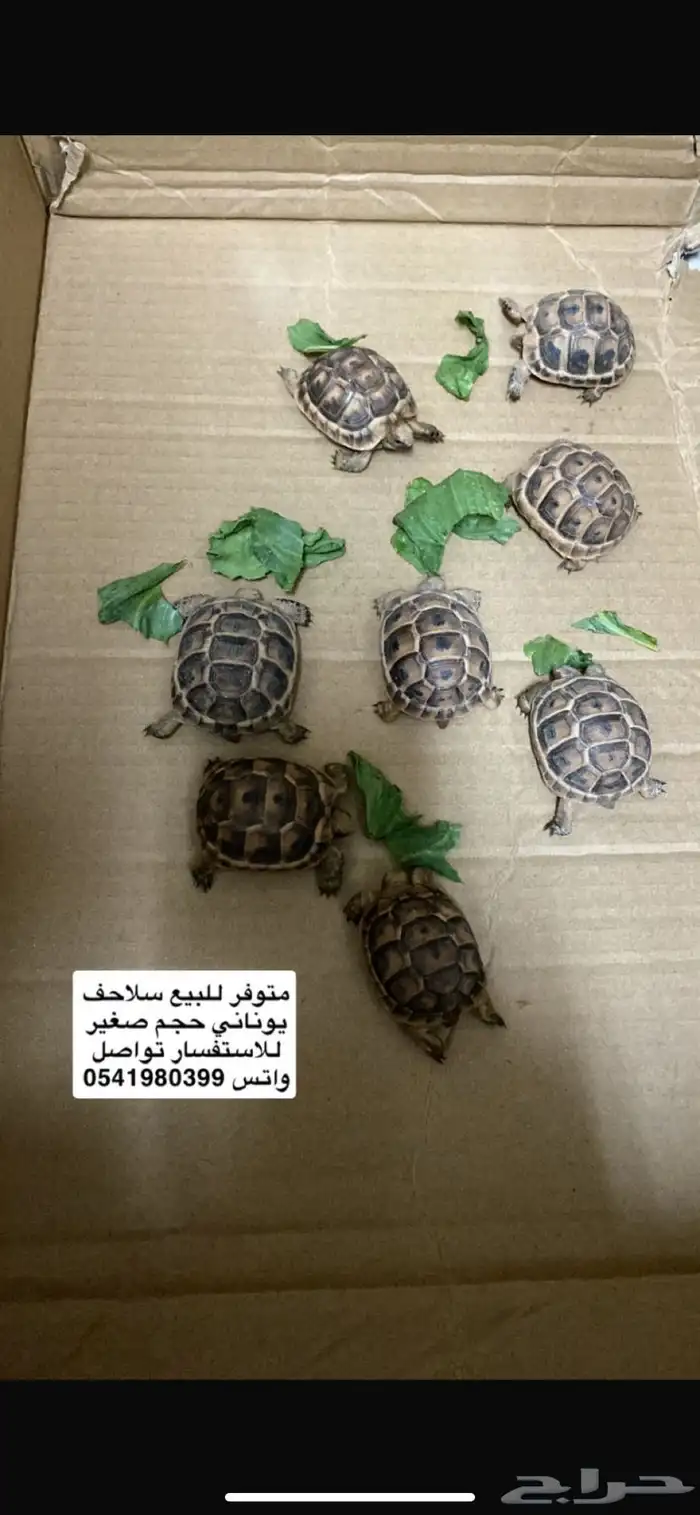 سلاحف يوناني 0