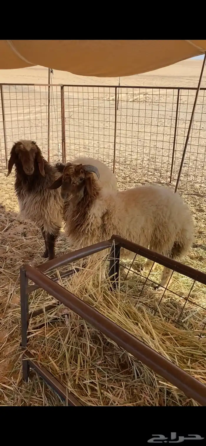 خروف ورخل 0
