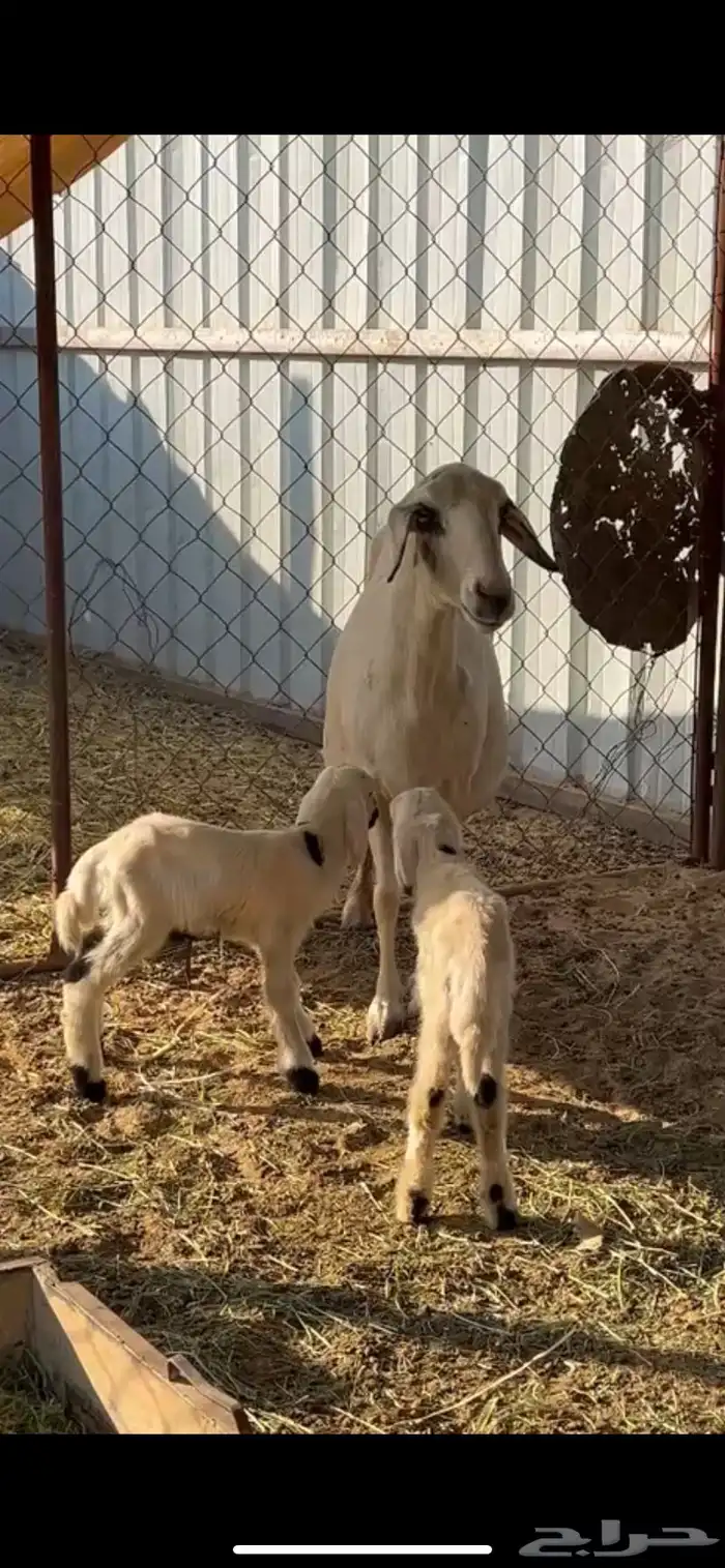 25ضان صفر برص دفيع 6