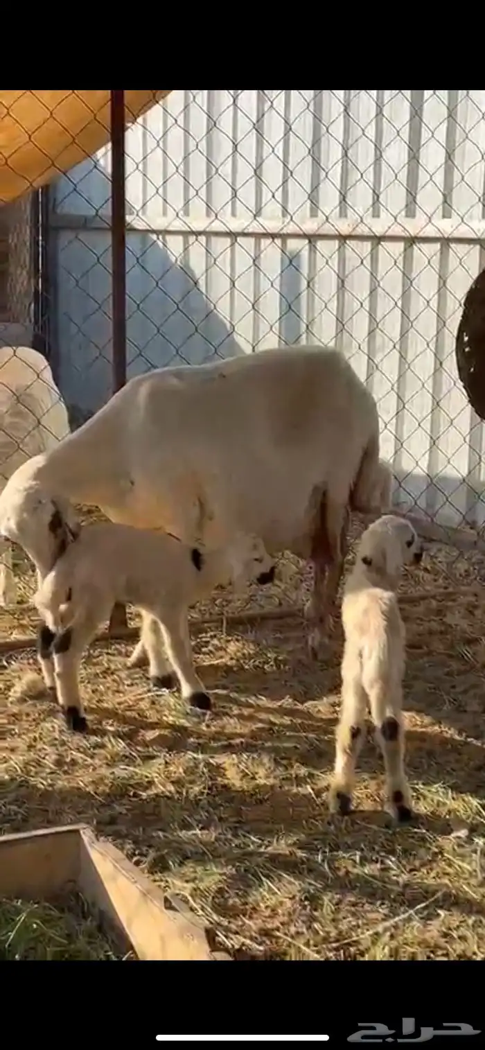 25ضان صفر برص دفيع 8