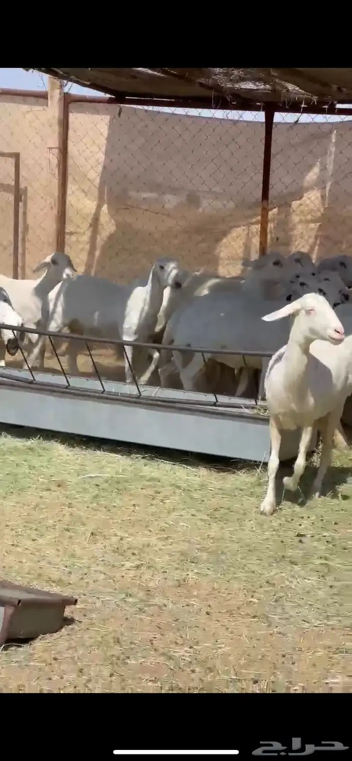 25ضان صفر برص دفيع 4