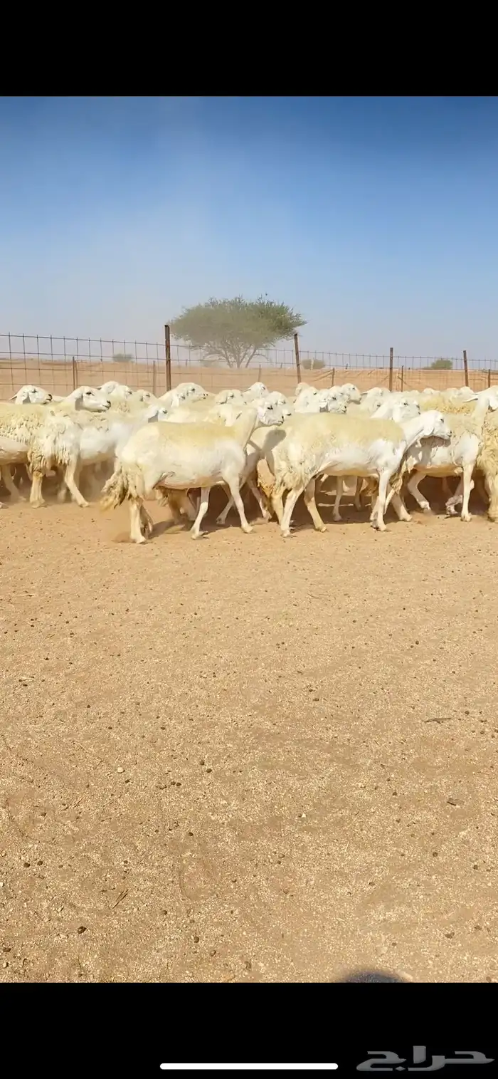 غنم حريات حرش وبره ملكية مراح واحد صنف الصنف 13