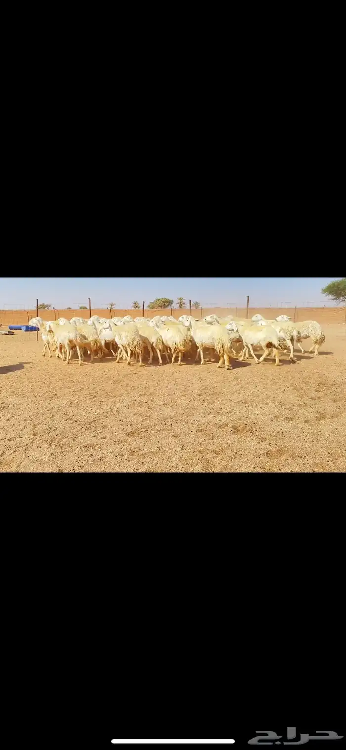 غنم حريات حرش وبره ملكية مراح واحد صنف الصنف 10