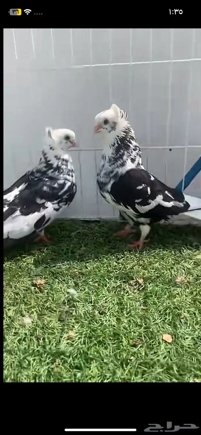 حمام قطيفي مطلوب 0