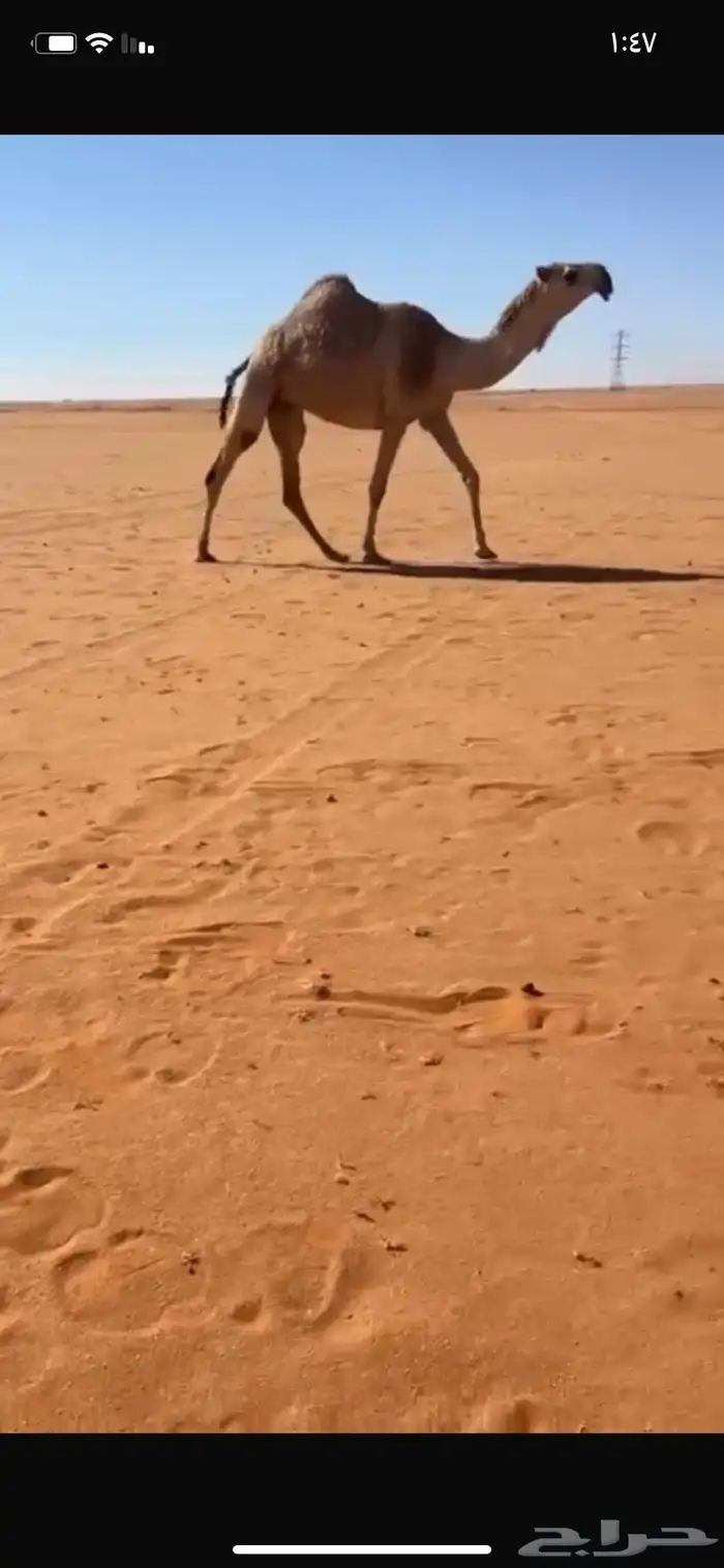 بكره رمانيه جذعه 1