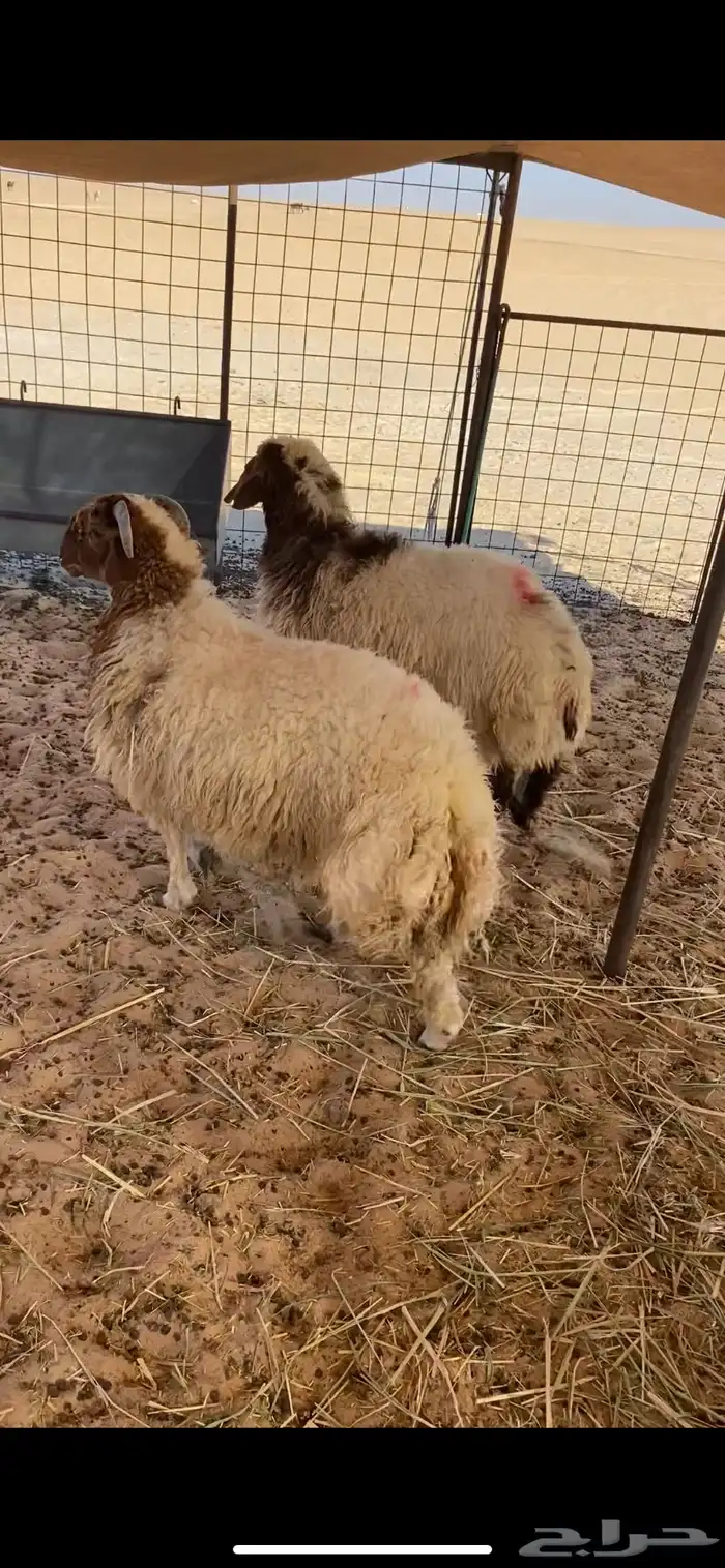 خروف ورخل 1