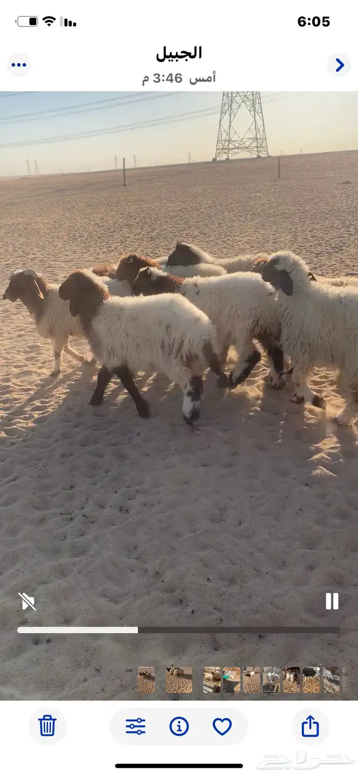 7 خرفان. 2 رخال سمان 0