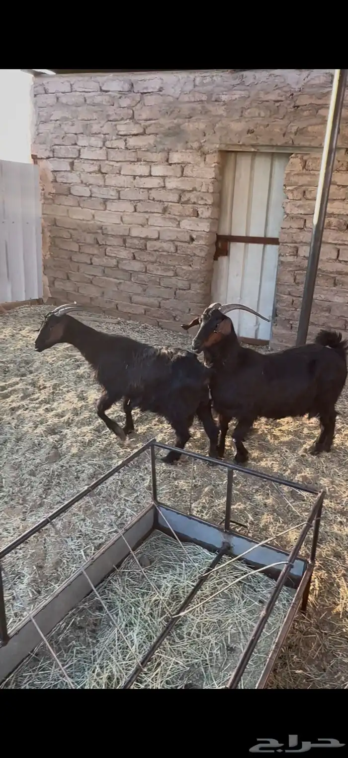 بسم الله ماشاء الله معزا دغس دفيع شرط مشروطه من كل شي 0