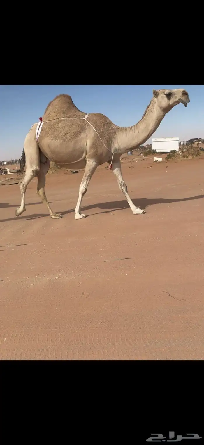 ضريبه حمرا 0