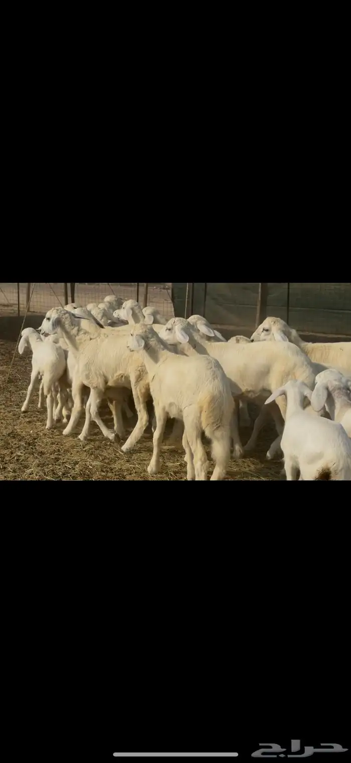 سلام عليكم ورحمة الله وبركاته 9