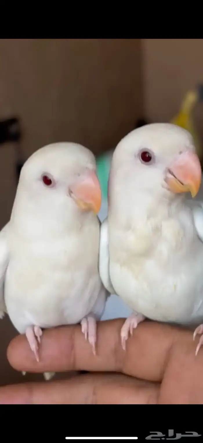 روز اليف هدد خارجي داخلي البينو 0