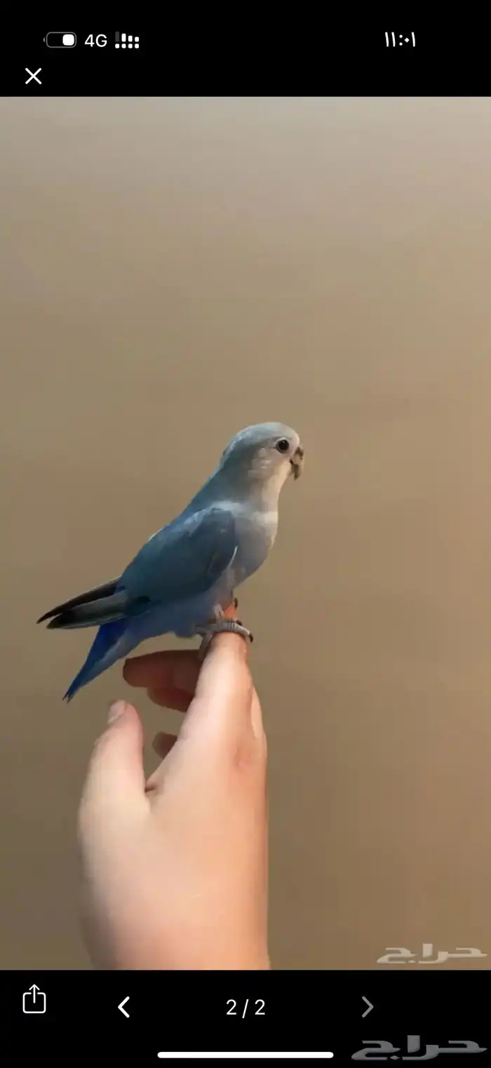 طير روز مفقود بحي الشفاء 1