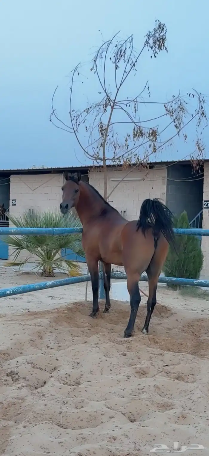 حصان واهو عربي اصيل اوراق 5