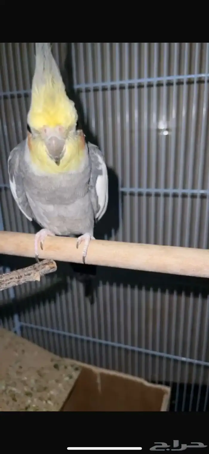 طائر كروان مفقود بالعلا 4