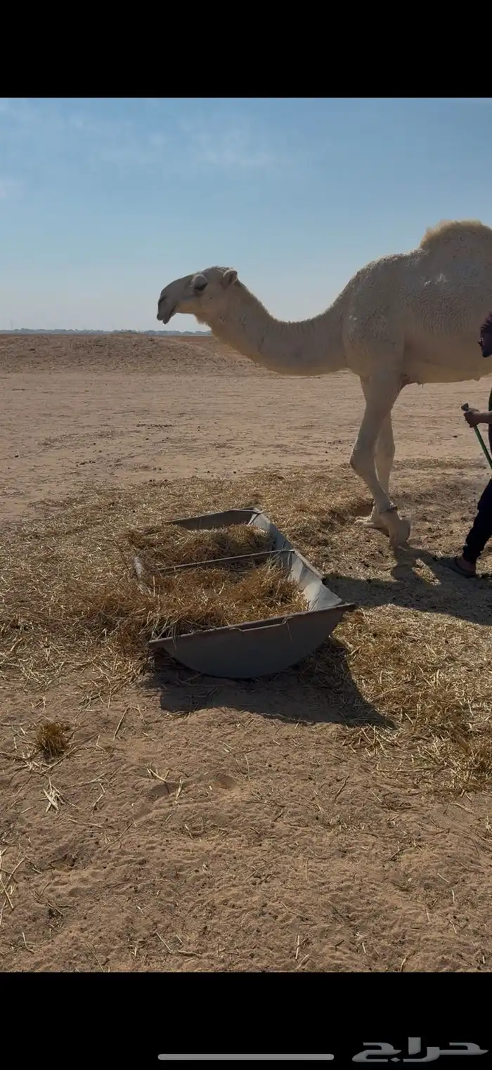 للبيع قعود جده حراق الضويلع 2