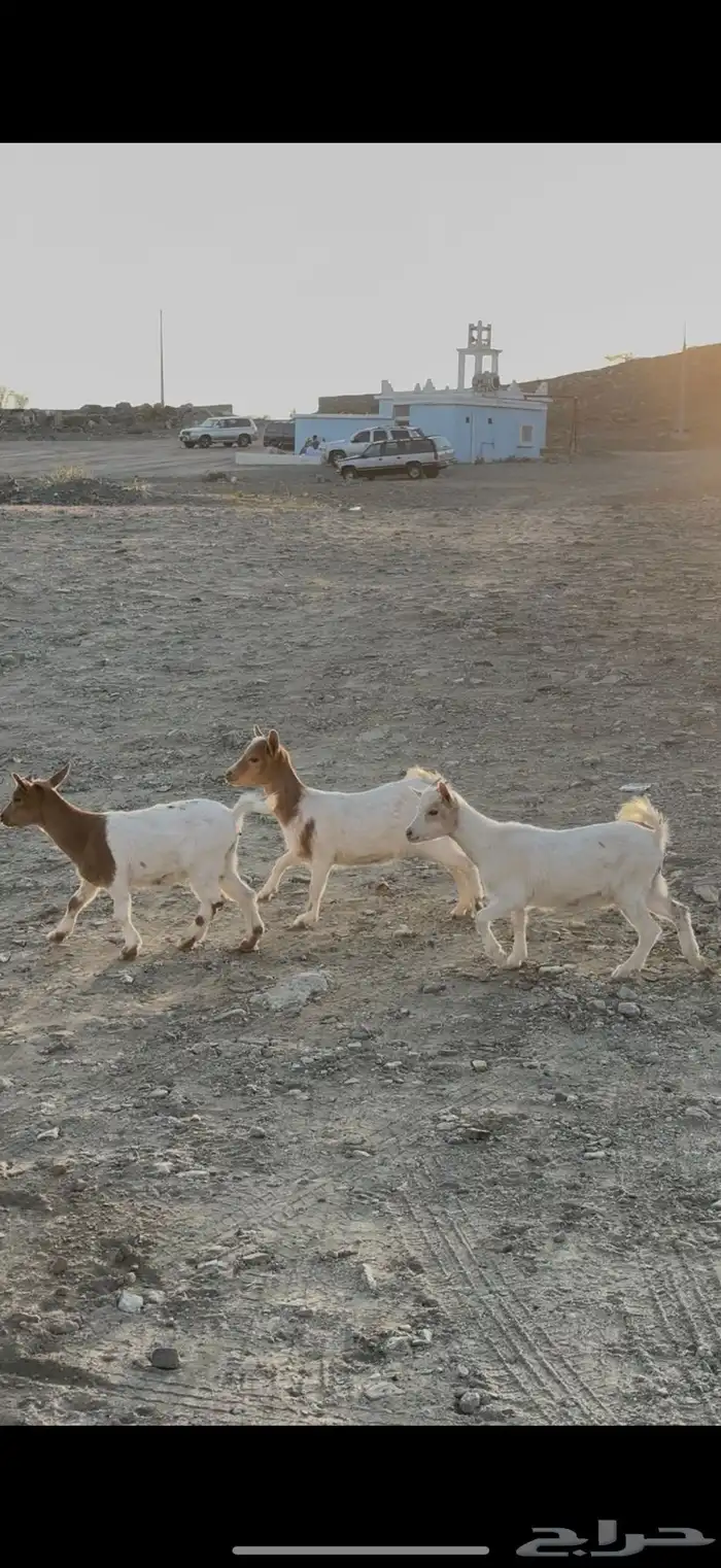 جفرات ماعز قزم 1