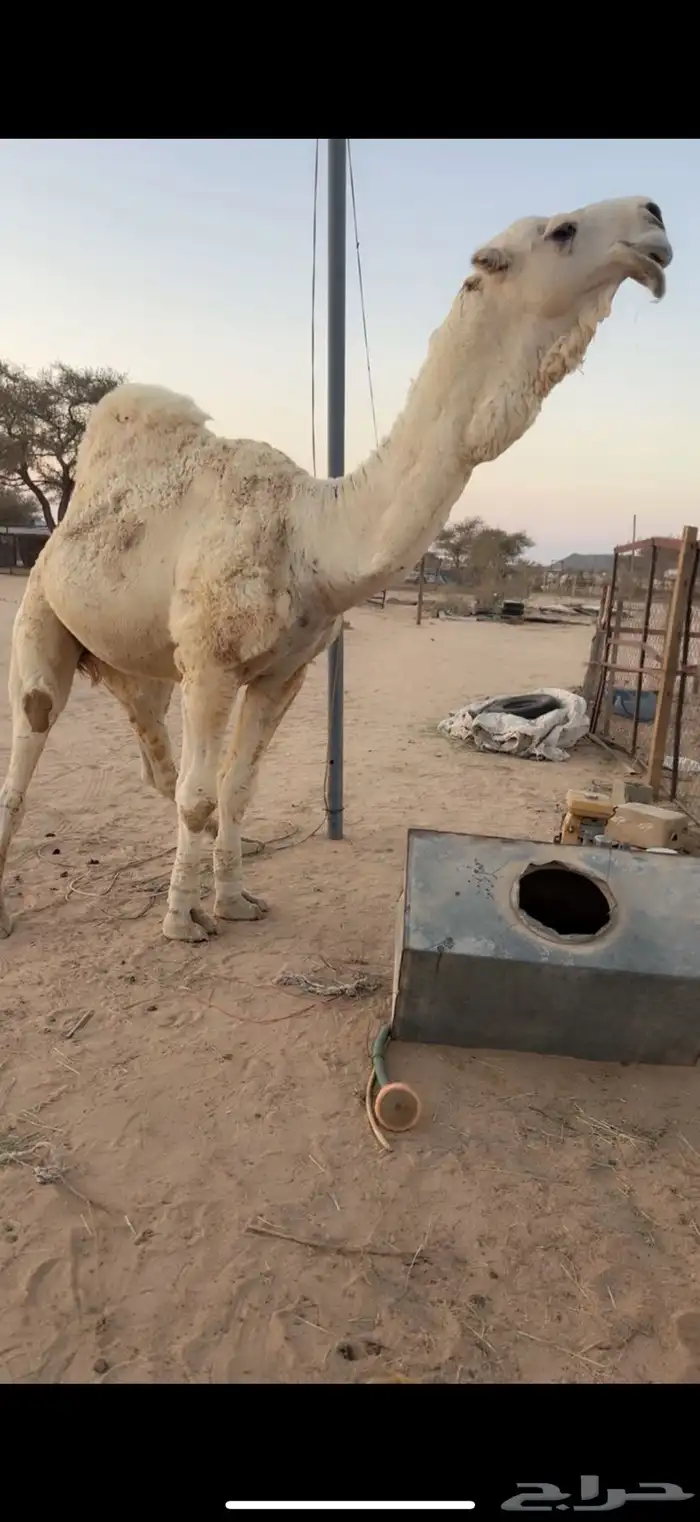 للبيع بعير واضح 4