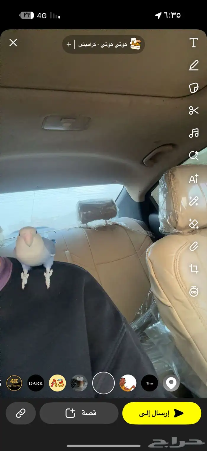 طير روز اليف ذكر 2