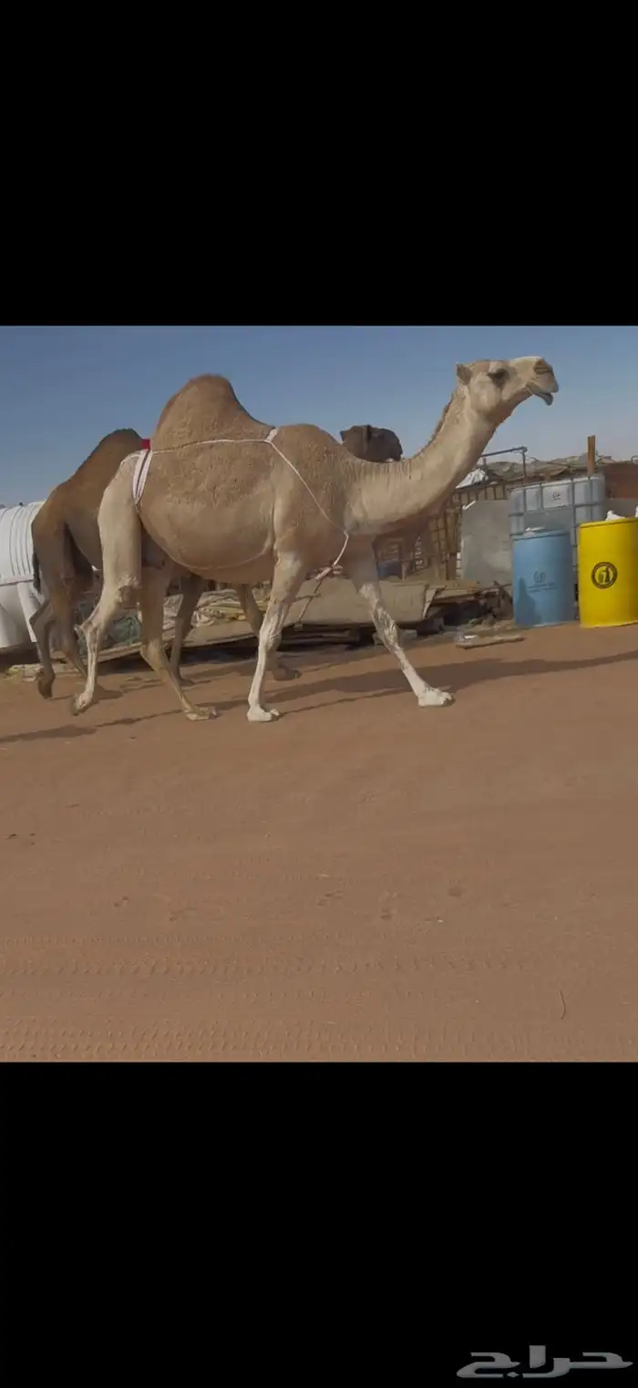 ضريبه حمرا 4