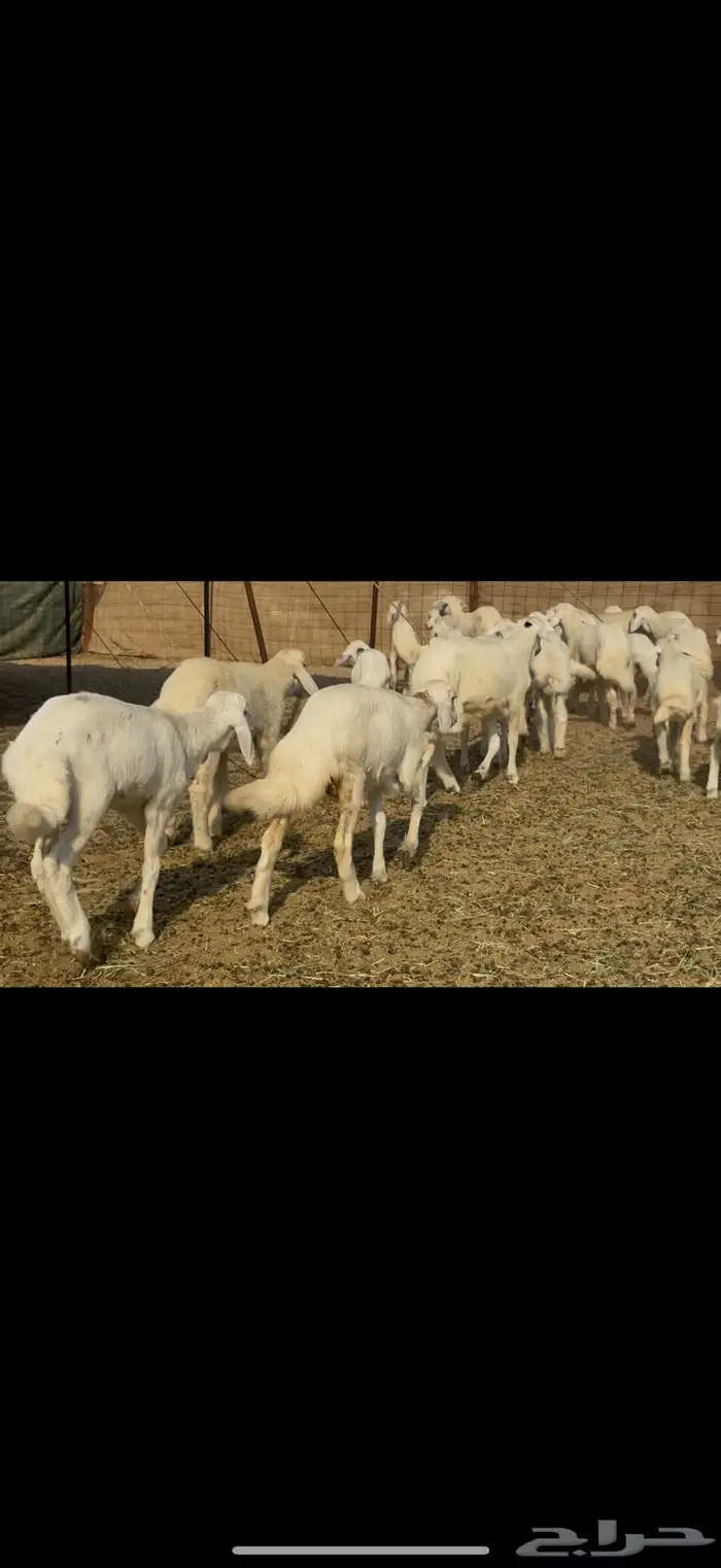 سلام عليكم ورحمة الله وبركاته 8