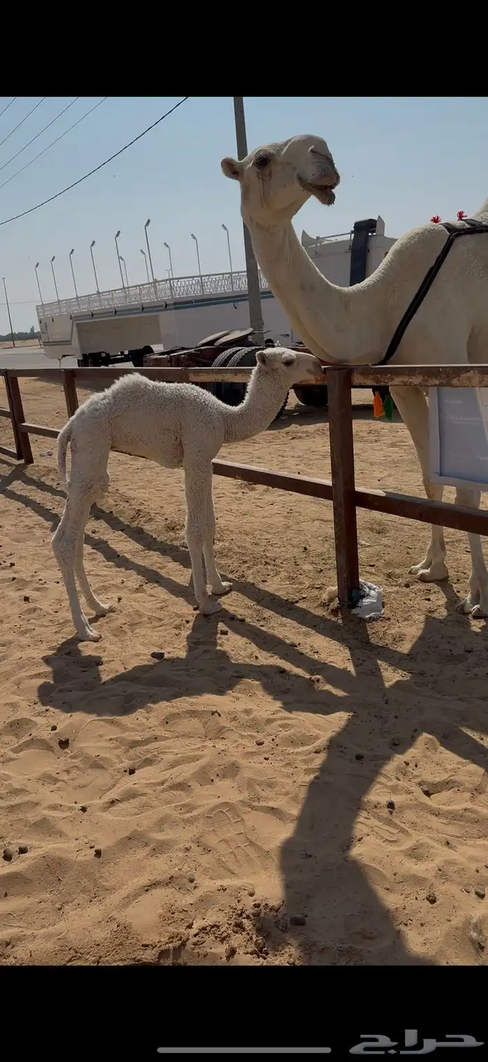 خلفه مصغر كفو 1