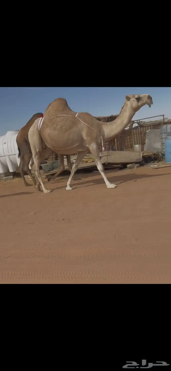 ضريبه حمرا 3